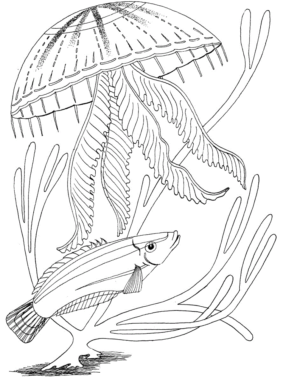 Coloring Page Ocean 56