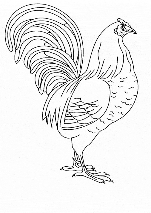 30 Coloring Picture Of Chicken 23