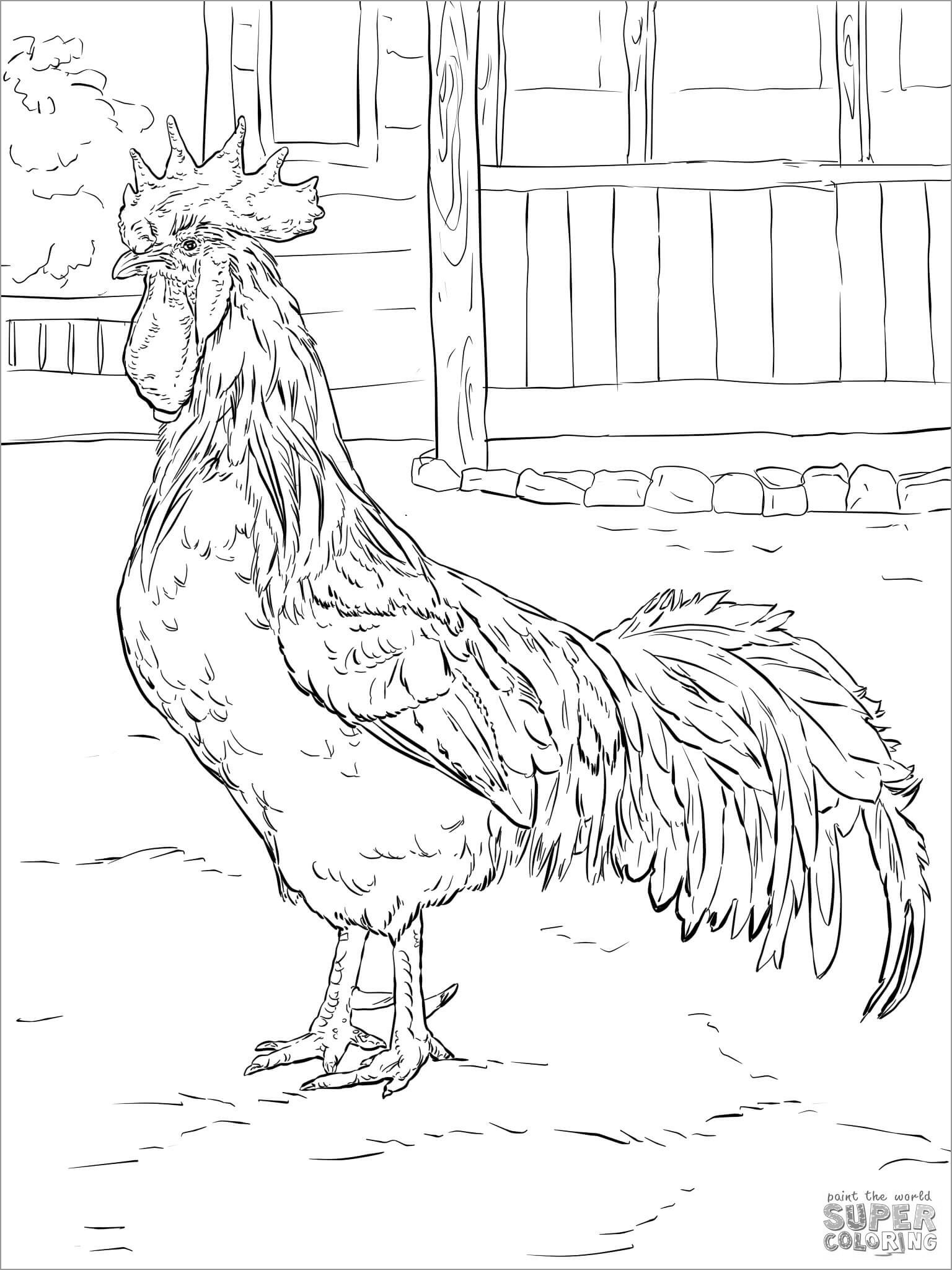 30 Coloring Picture Of Chicken 48