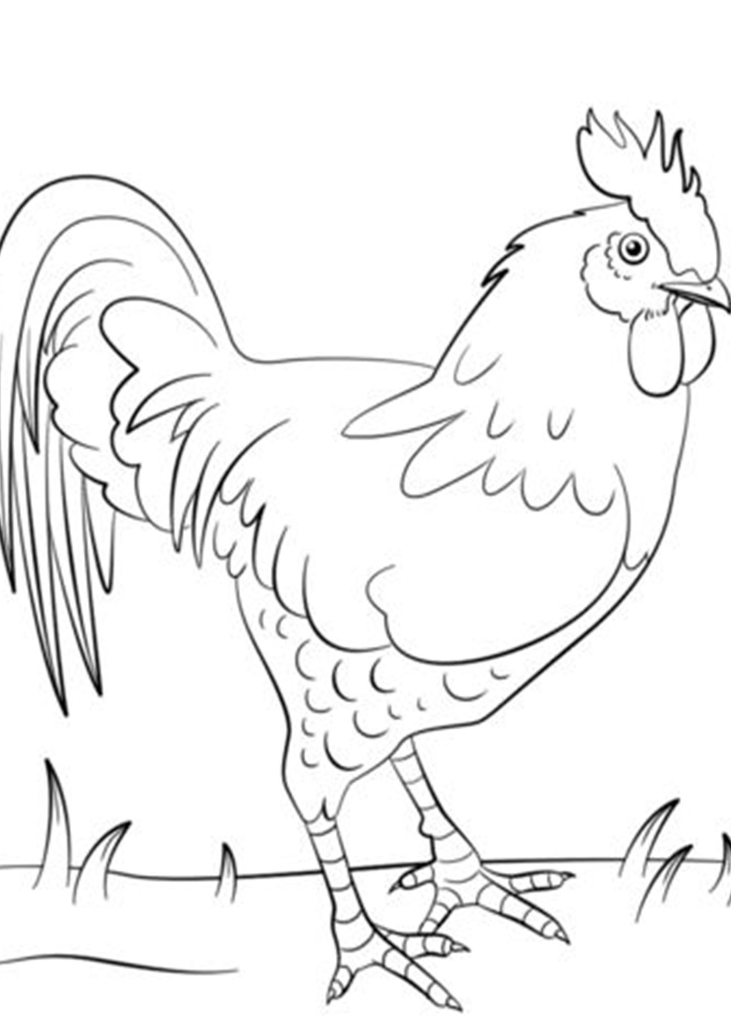 30 Coloring Picture Of Chicken 49