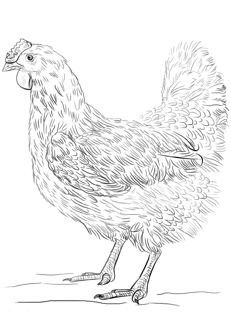 30 Coloring Picture Of Chicken 51