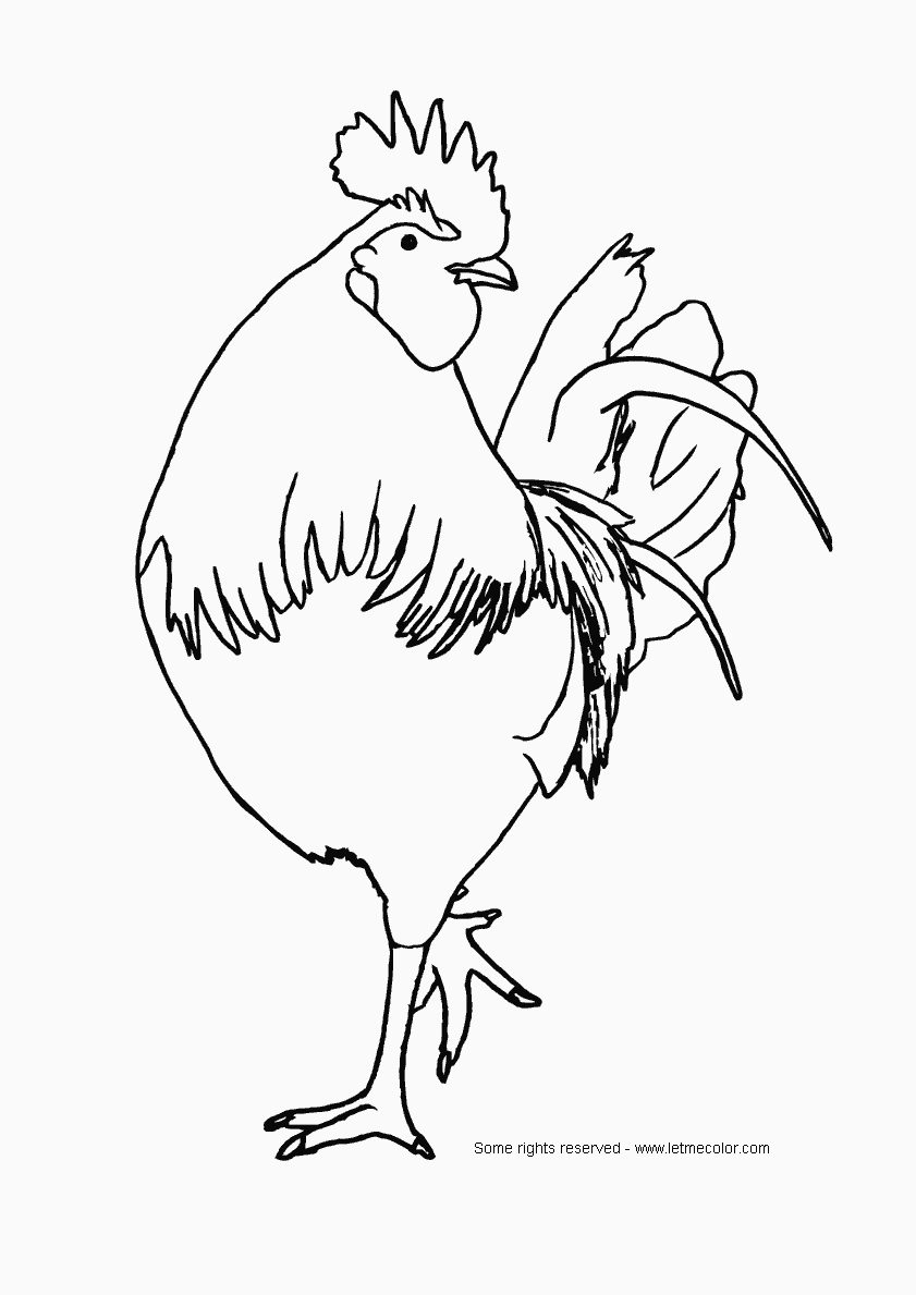 30 Coloring Picture Of Chicken 60