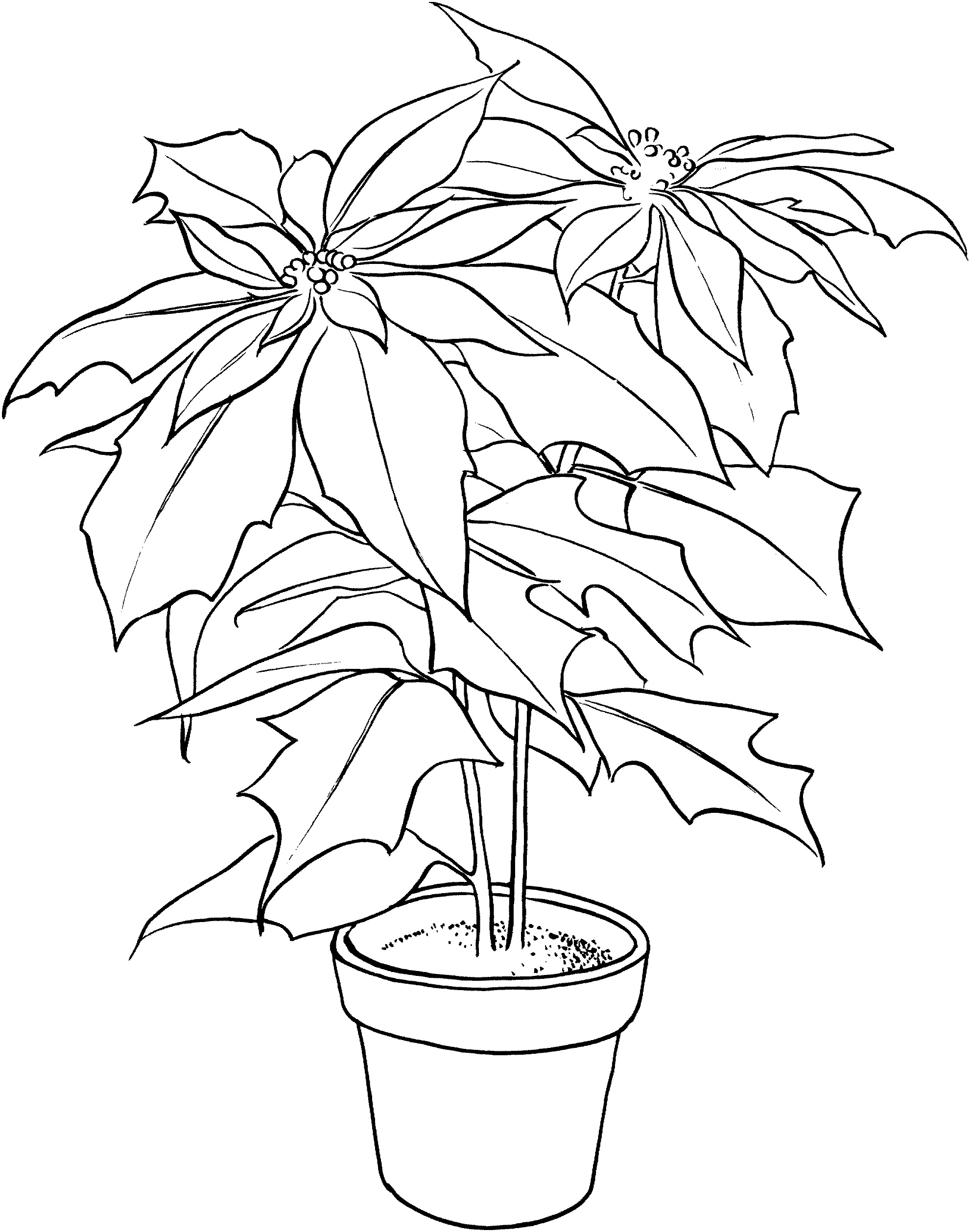 35 Poinsettia Coloring Book 8