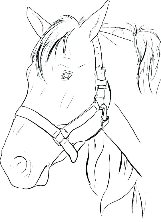 45 Horse Coloring Pages Realistic 20