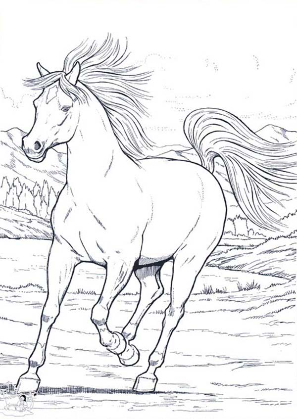 45 Horse Coloring Pages Realistic 4