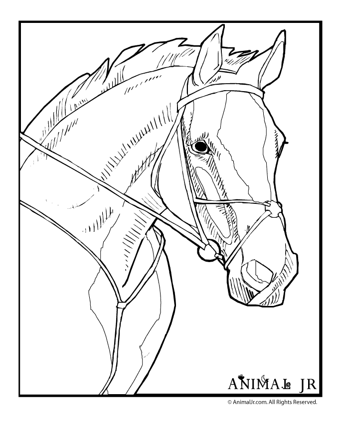 45 Horse Coloring Pages Realistic 8