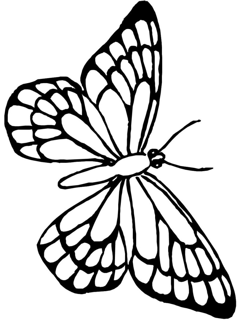 55 Butterflies Coloring Pages Printable 19