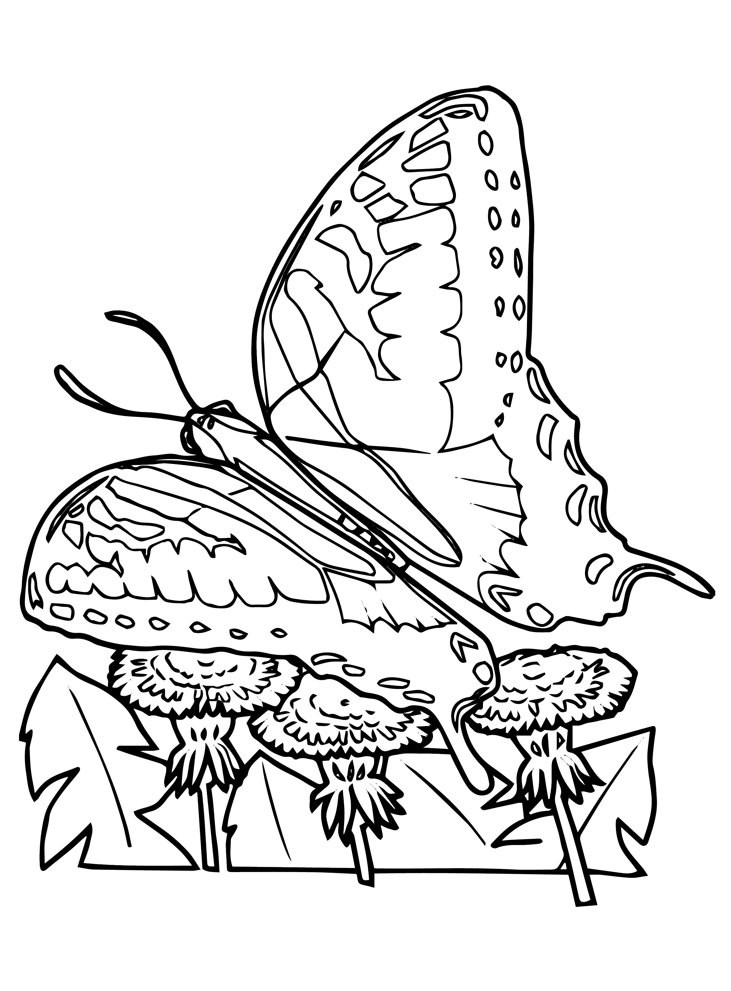 55 Butterflies Coloring Pages Printable 25