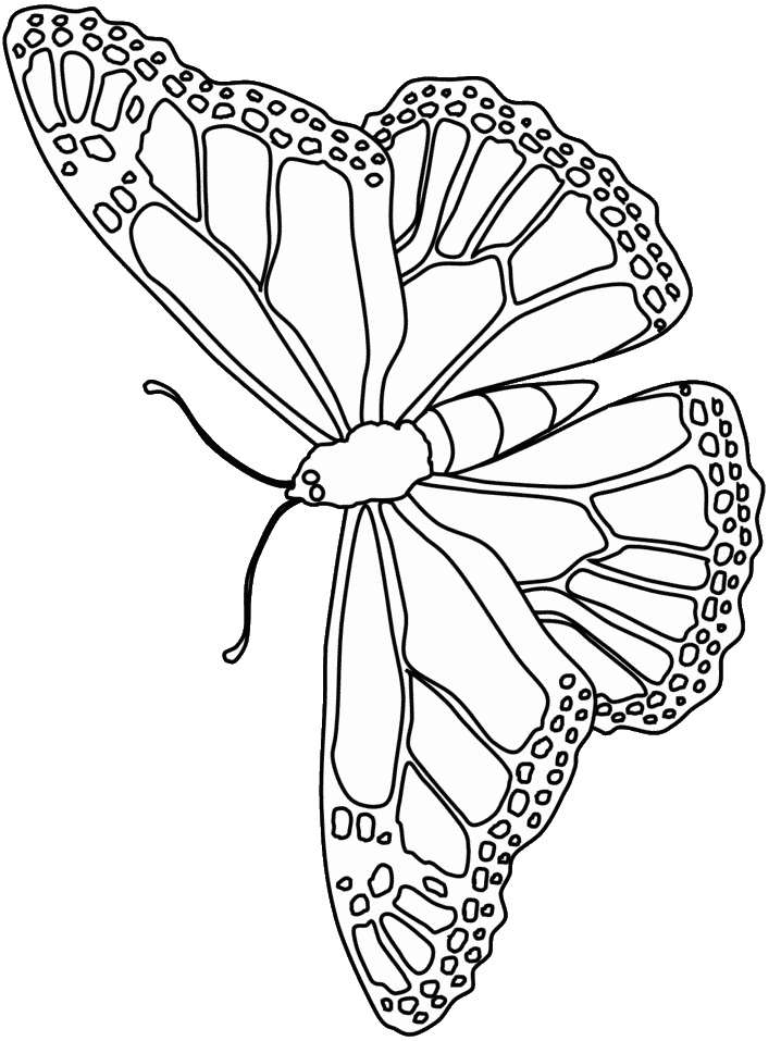 55 Butterflies Coloring Pages Printable 29