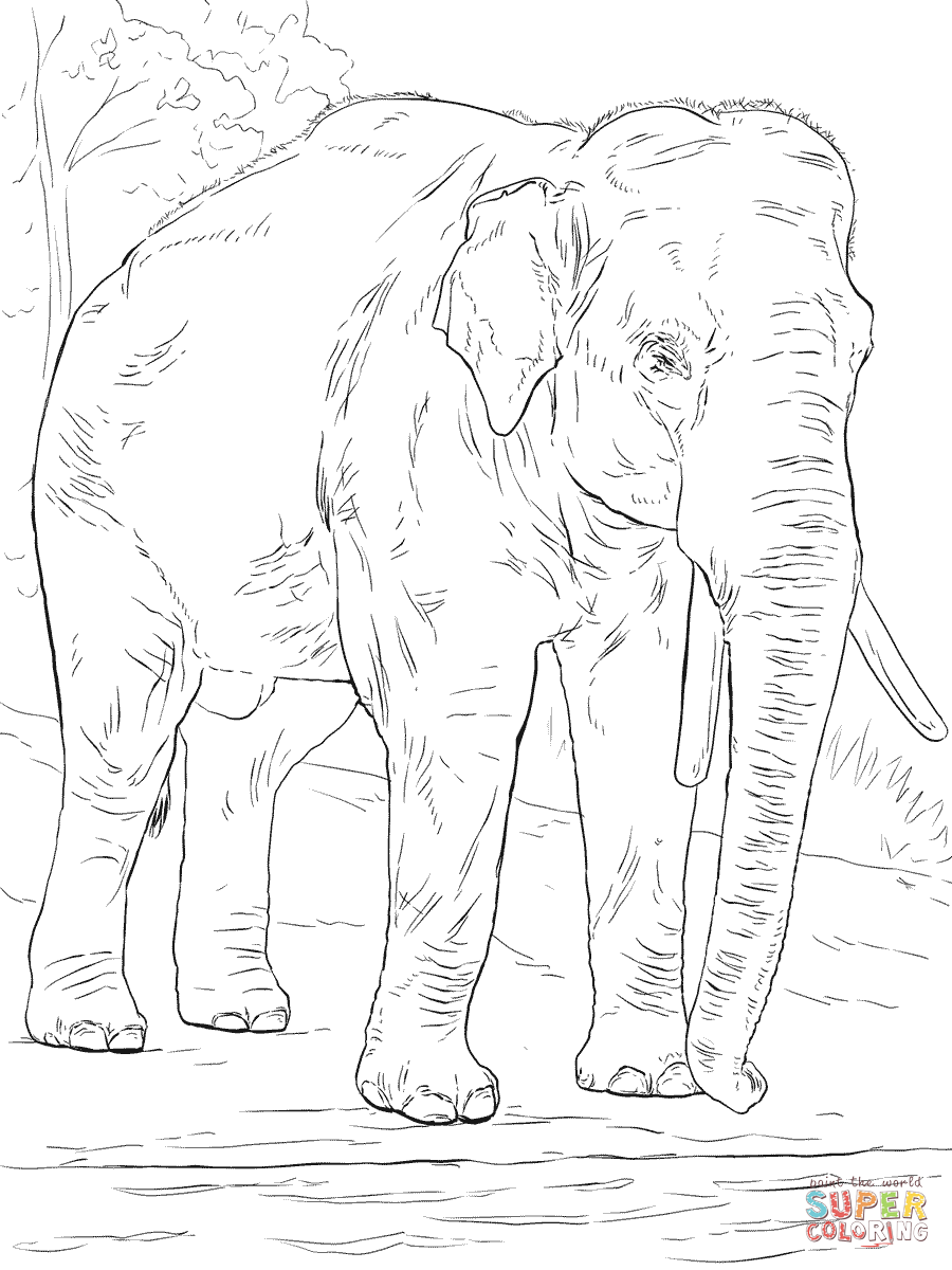 60 Realistic Elephant Coloring Pages 66