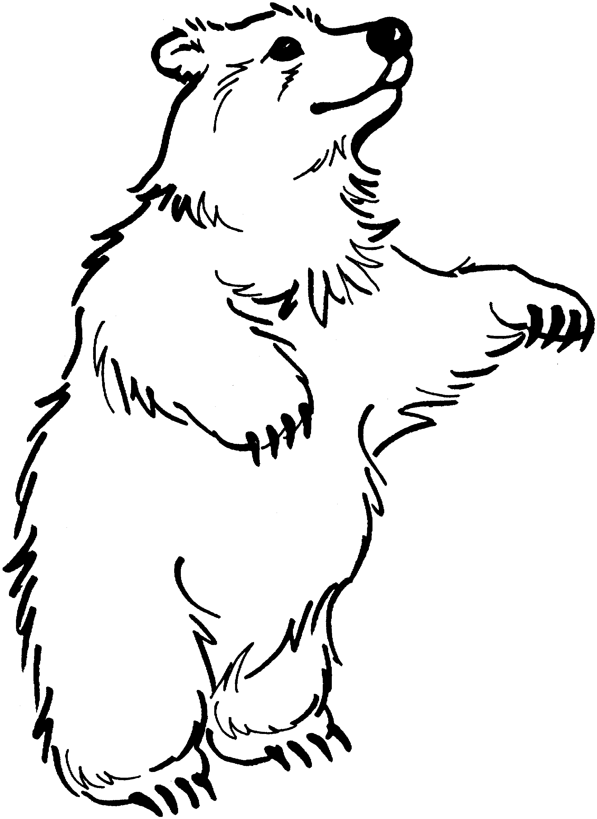 65 Realistic Bear Coloring Pages 16