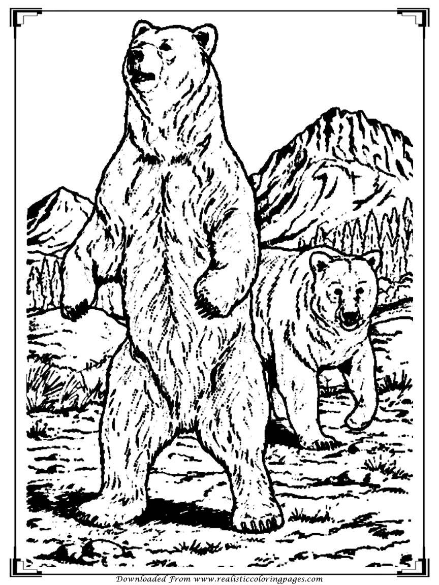 65 Realistic Bear Coloring Pages 18