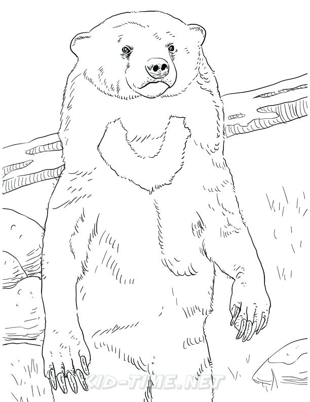 65 Realistic Bear Coloring Pages 19