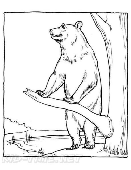 65 Realistic Bear Coloring Pages 34