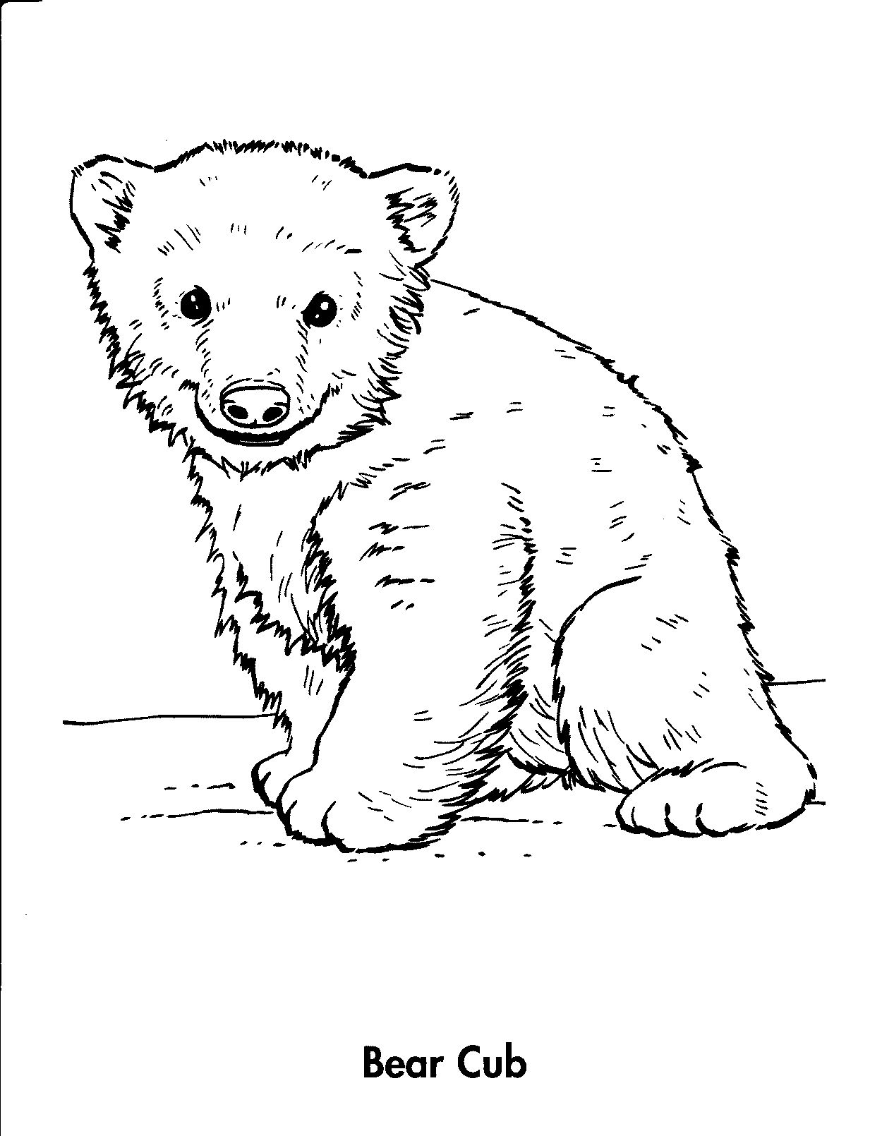 65 Realistic Bear Coloring Pages 40